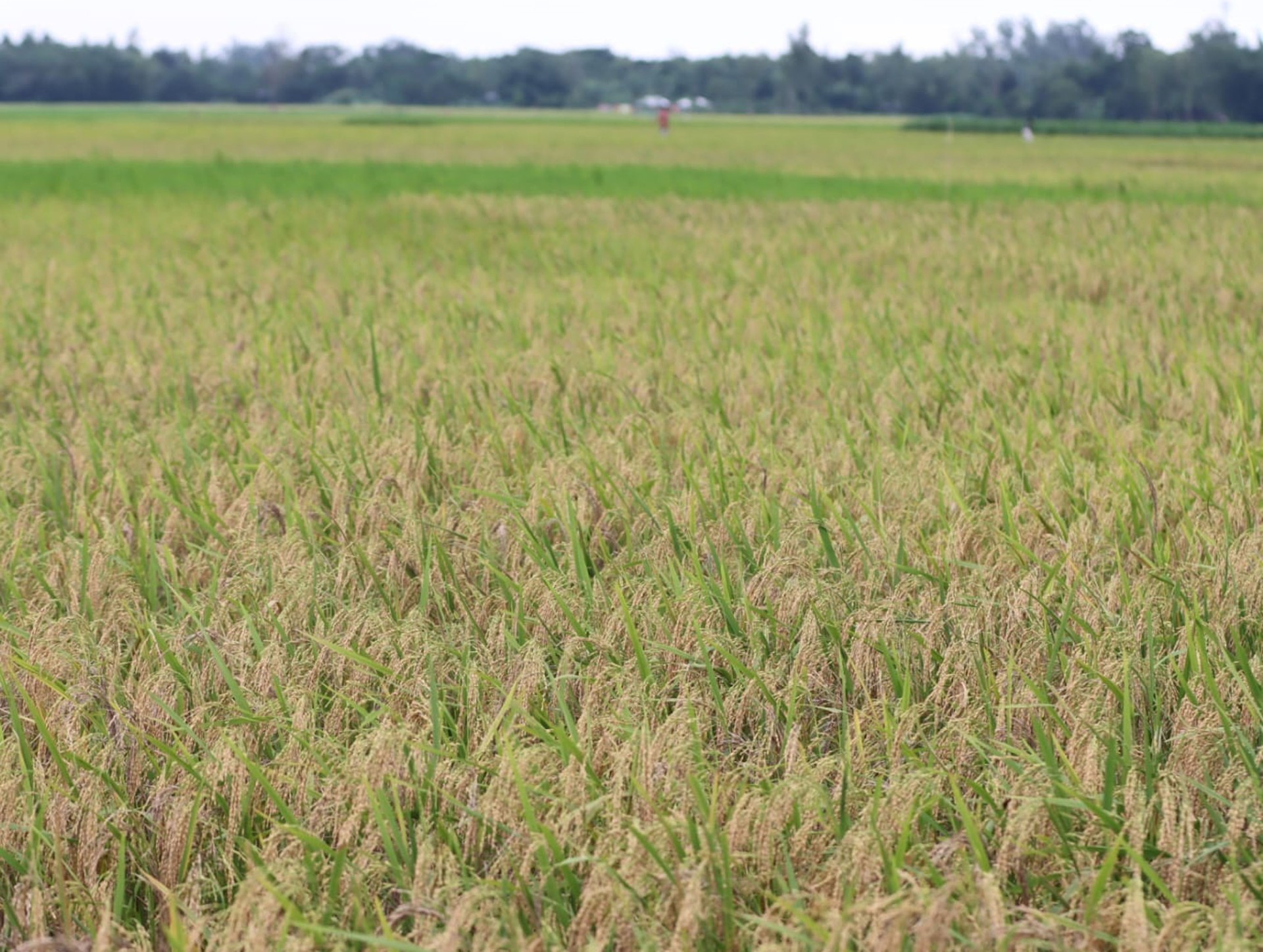 thumbnail_dhan_khet_1