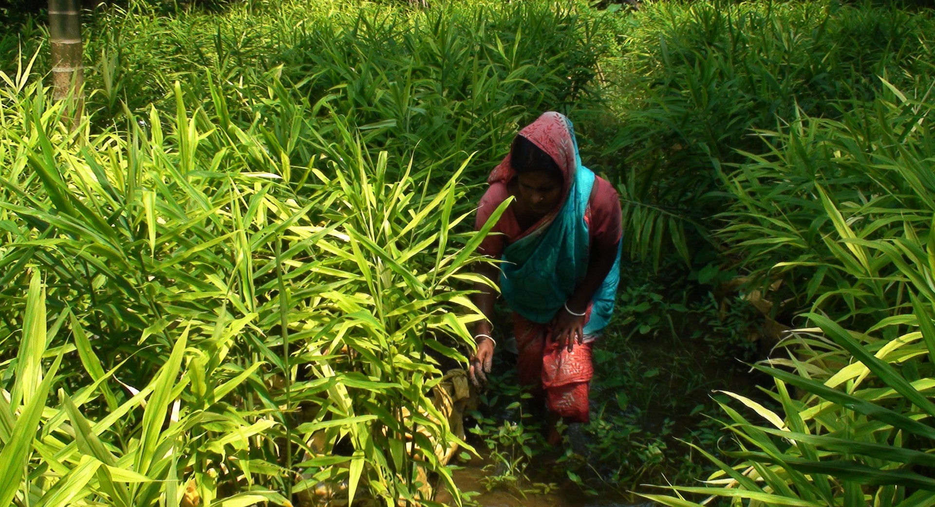 thumbnail_narail_pic_20-09-2024-