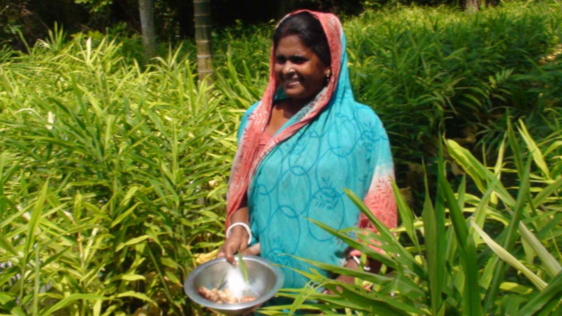 নড়াইলে জলাবদ্ধ পতিত জমিতে বস্তা পদ্ধতির আদাচাষে সফলতা