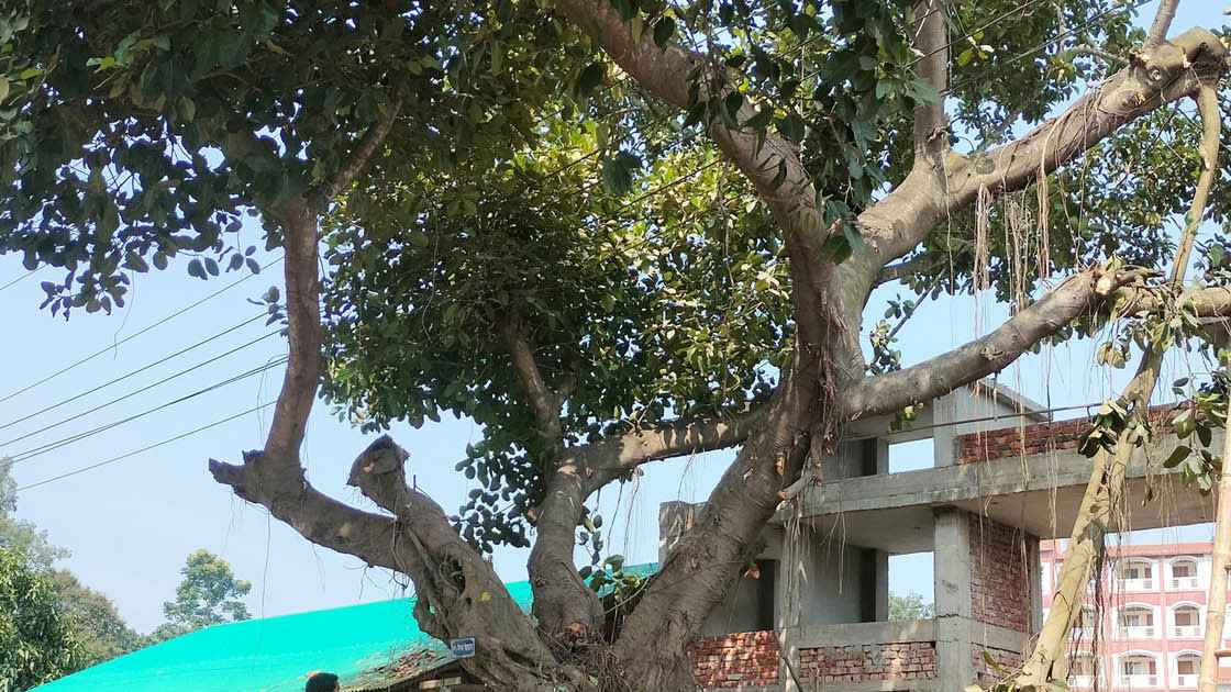 কেটে ফেলা হচ্ছে শতবর্ষী বটগাছ