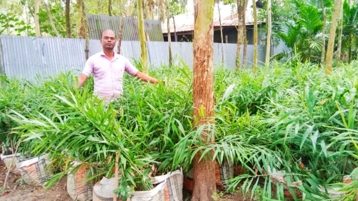 বস্তায় আদা চাষ: কৃষকদের জন্য নতুন সম্ভাবন