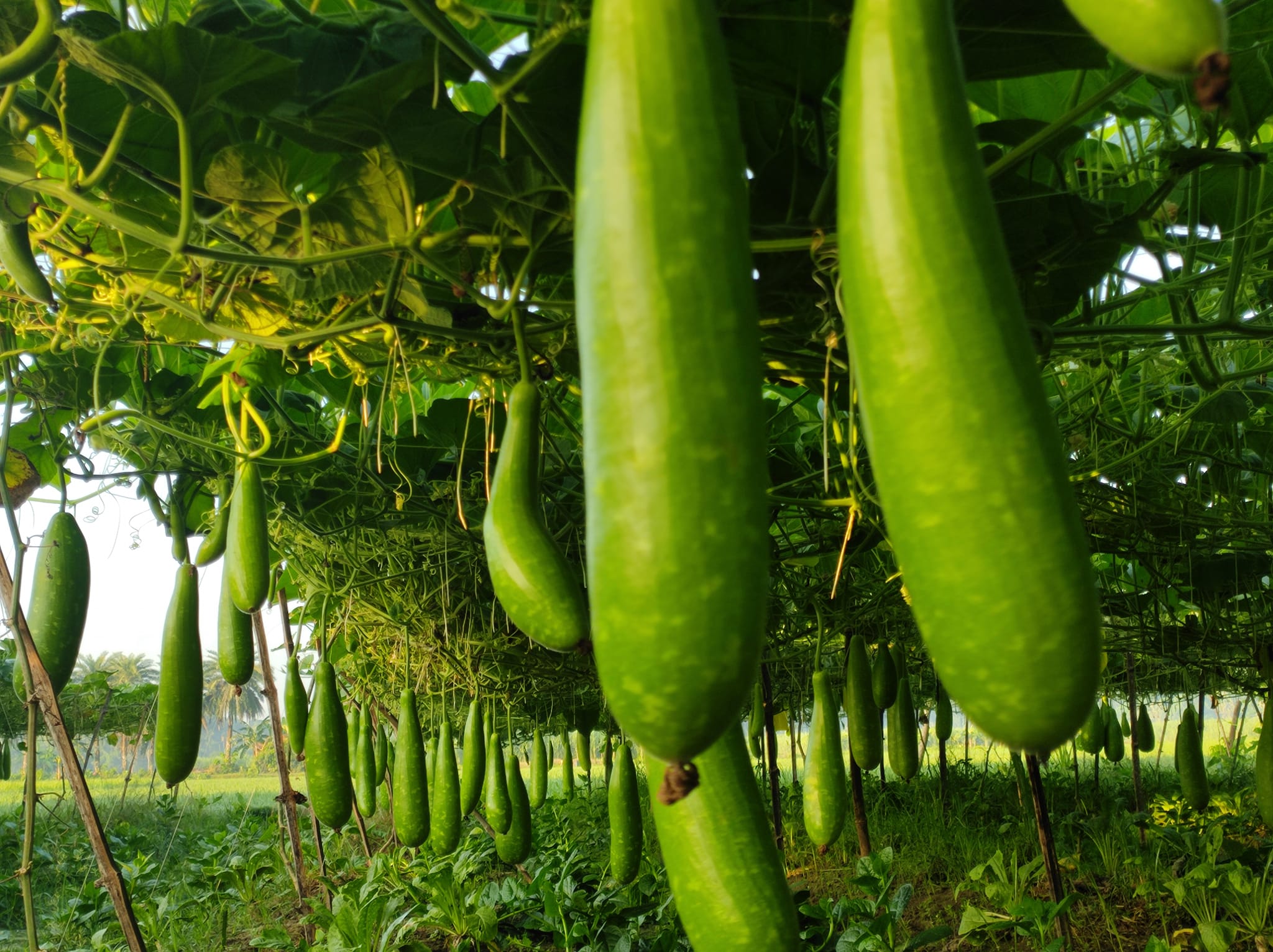 Nicegreen_gourd_cultivation_in_mixed_system_at_Natore_=17-09-2024_= Nicegreen_gourd_cultivation_in_mixed_system_at_Natore_=17-09-2024_=