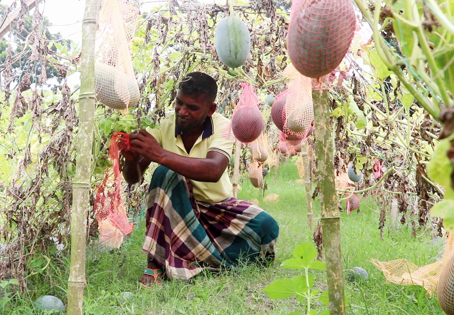 Photo_(1)_TKG_Farmers_are_getting_more_profit_in_summer_exotic_watermelon_cultivation_by_mulching_method