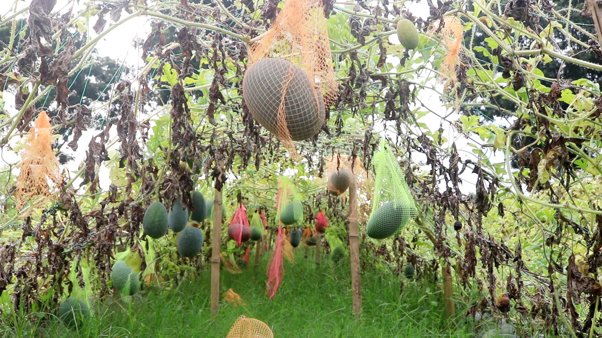 Photo_(2)_TKG_Farmers_are_getting_more_profit_in_summer_exotic_watermelon_cultivation_by_mulching_method