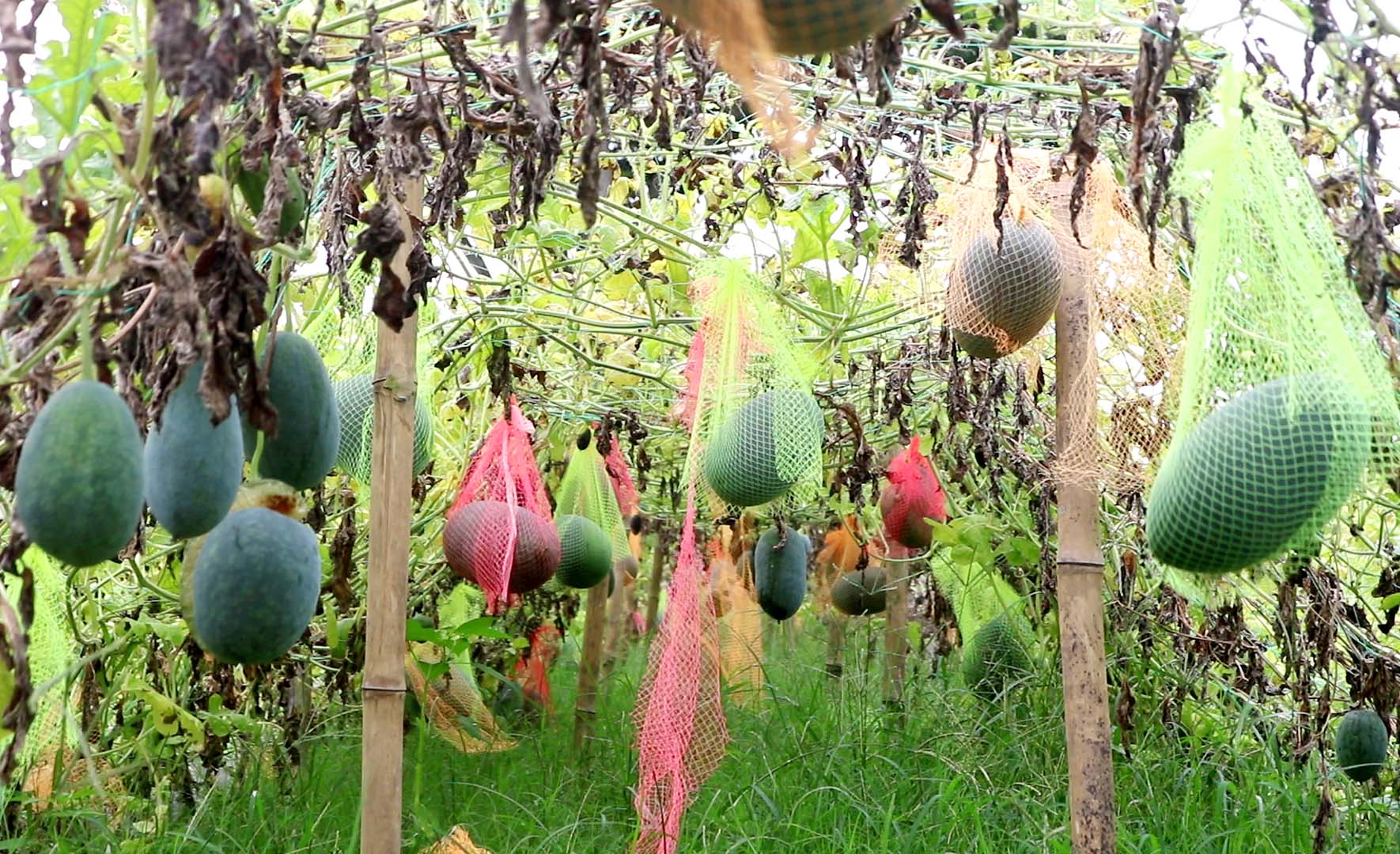 Photo_(6)_TKG_Farmers_are_getting_more_profit_in_summer_exotic_watermelon_cultivation_by_mulching_method