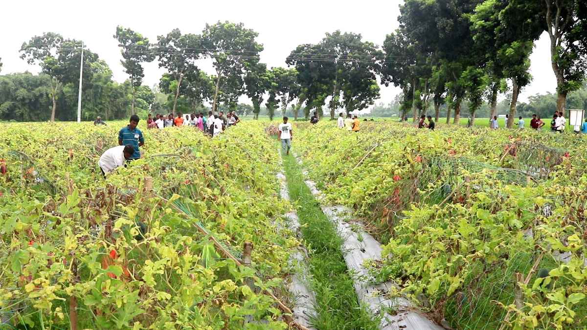 মালচিং পদ্ধতিতে গ্রীষ্মকালীন তরমুজে স্বপ্ন বুনছেন কৃষক