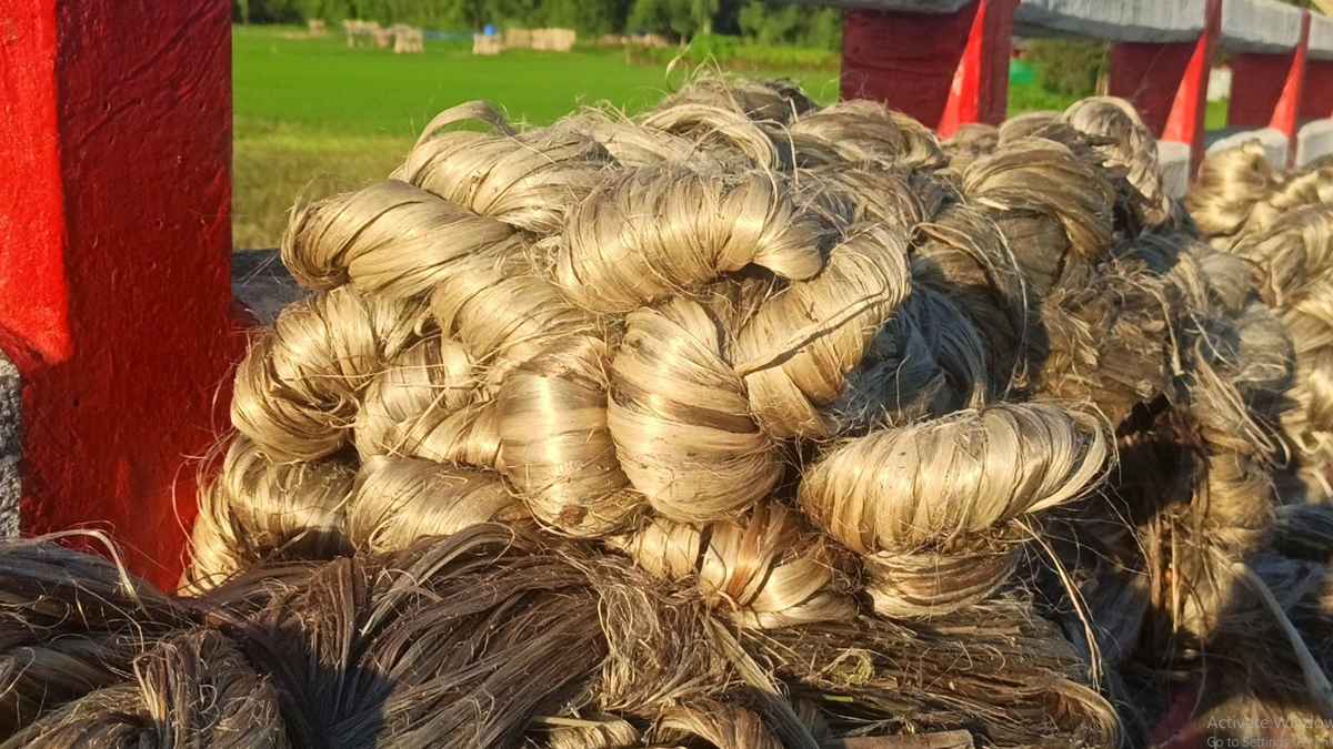 প্রণোদনায় কোটি টাকা ব্যয়েও বিলুপ্তির পথে ঠাকুরগাঁওয়ের পাট চাষ