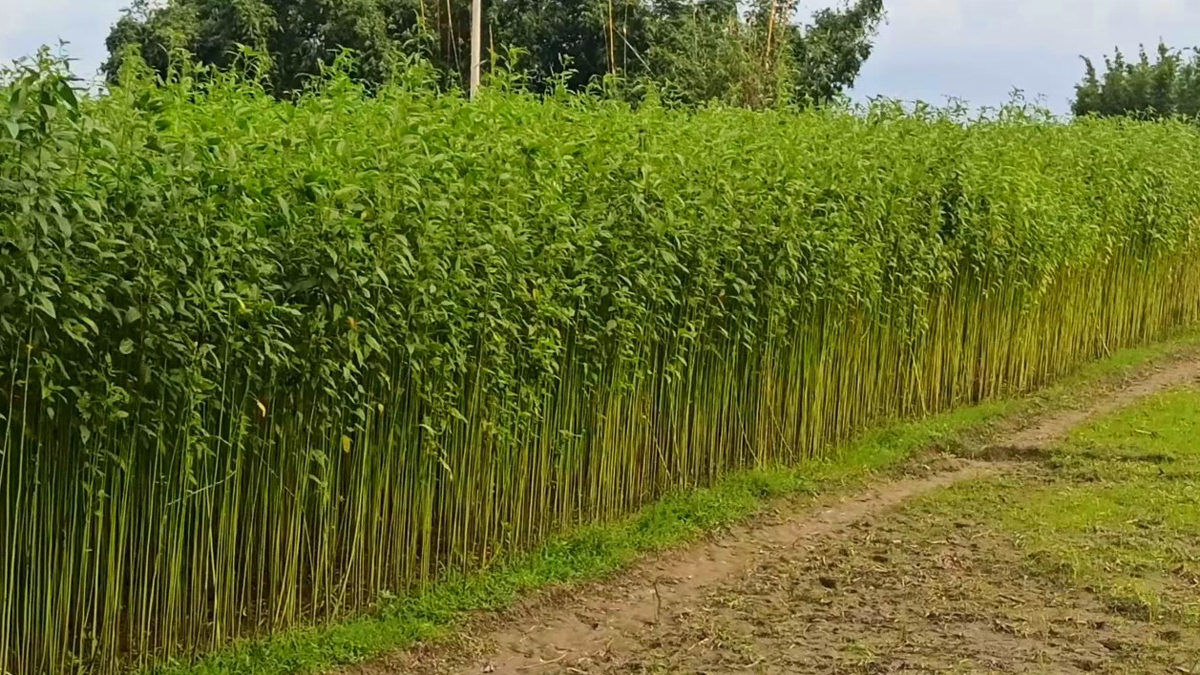 Thakurgong_5 Thakurgong_5