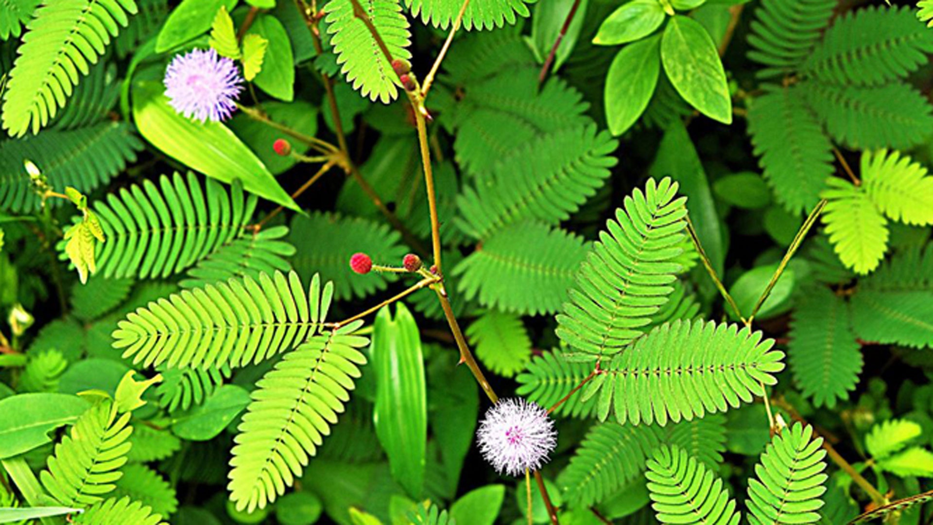 lojjaboti1 lojjaboti1