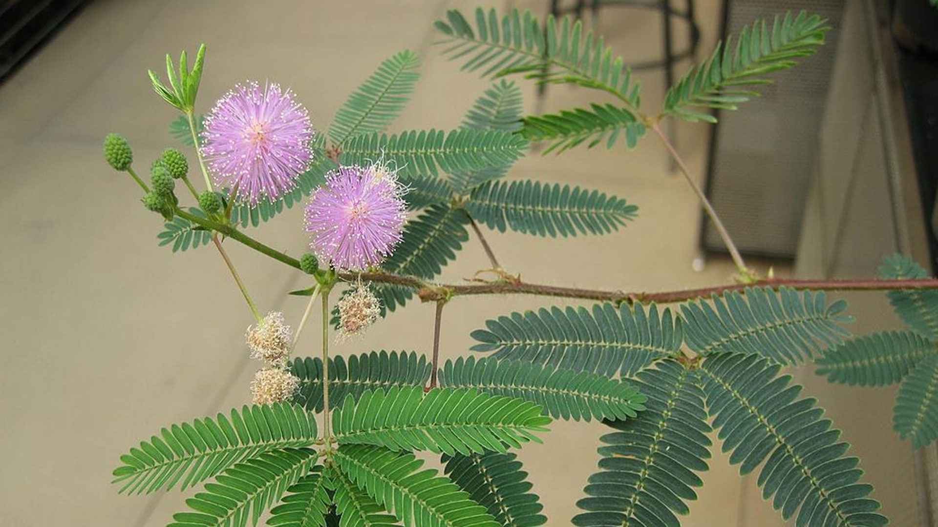 পুরুষ-নারীর গোপন সমস্যা সারায় লজ্জাবতী, আছে আরও উপকারিতা