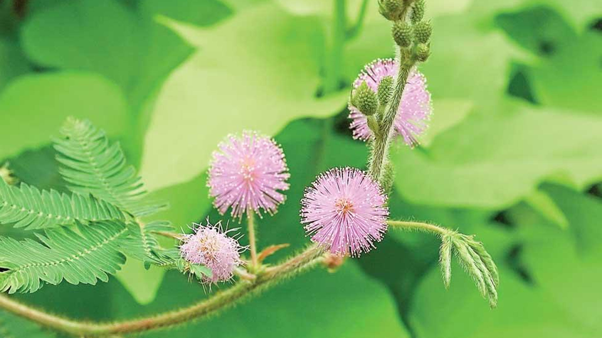 lojjaboti3 lojjaboti3