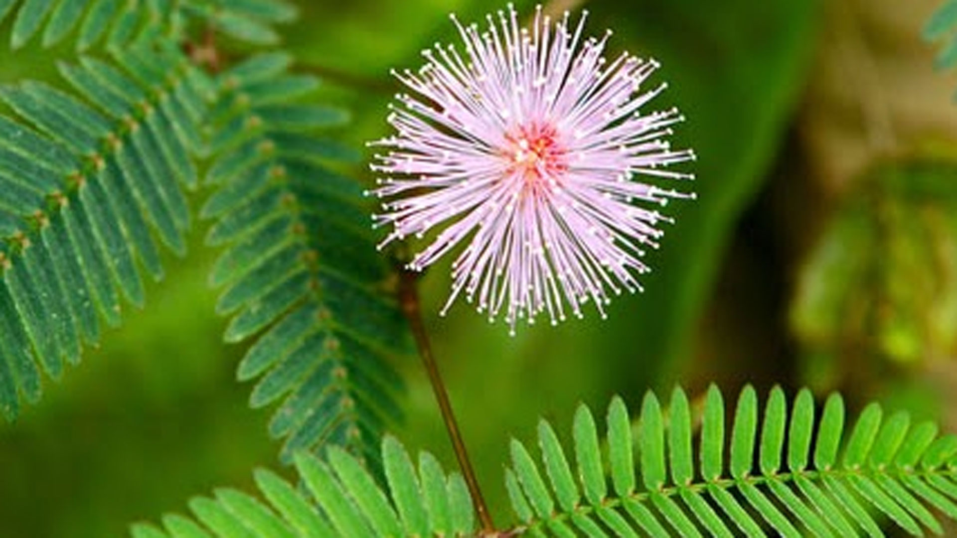 lojjaboti4 lojjaboti4