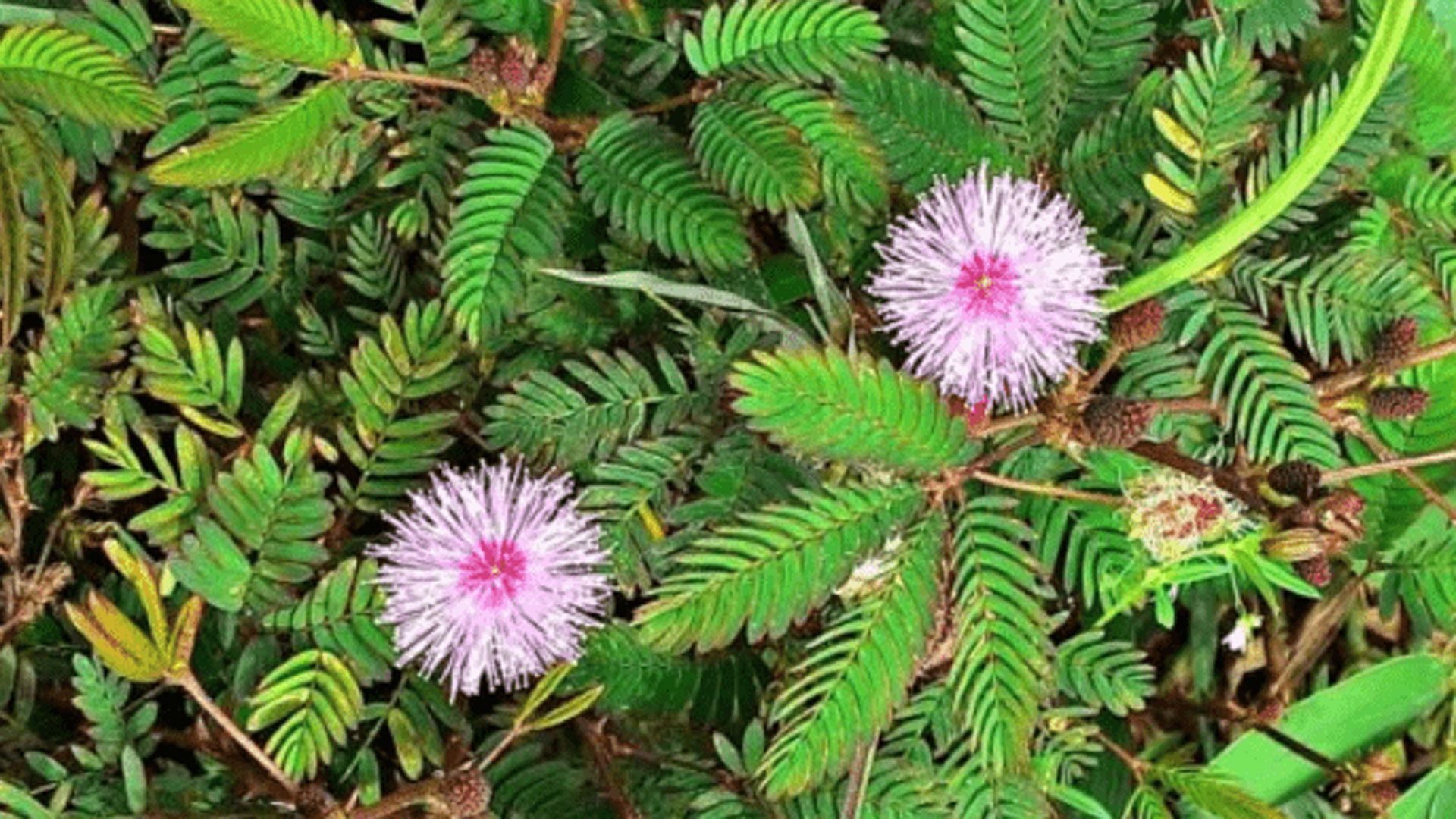 lojjaboti5 lojjaboti5