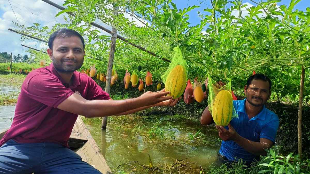 অফ সিজন তরমুজ চাষে বাম্পার ফলন, কৃষকের মুখে হাসি