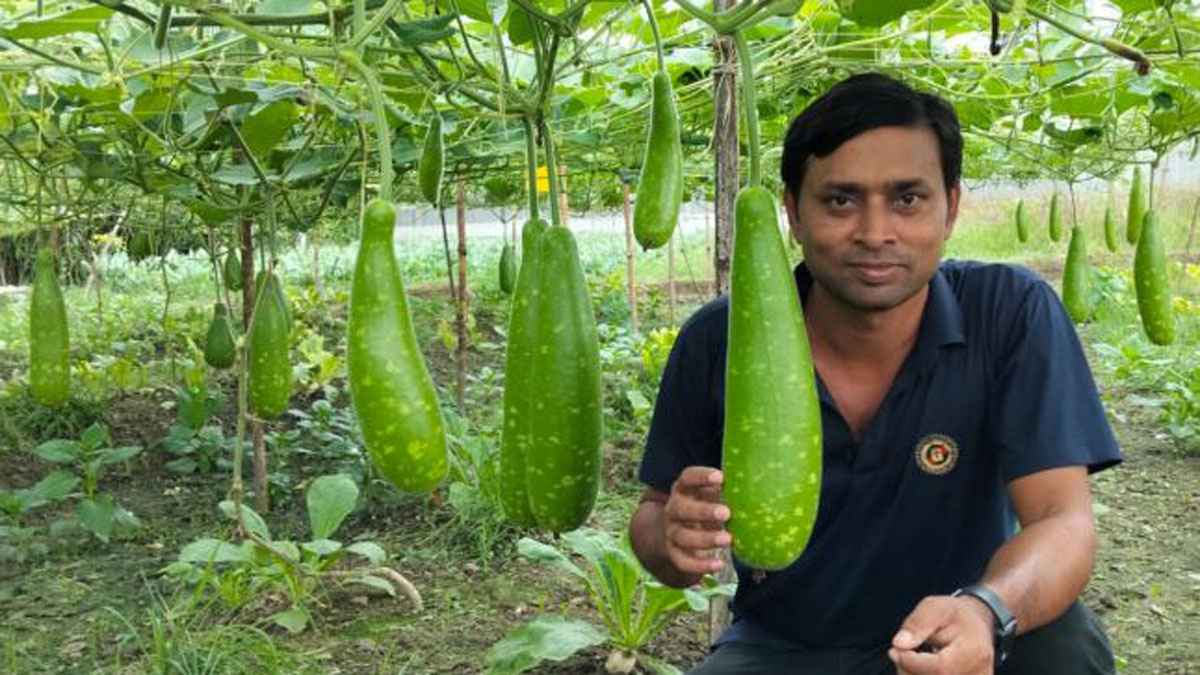 মিশ্র পদ্ধতিতে সবজি চাষে ইলিয়াসের সফলতা