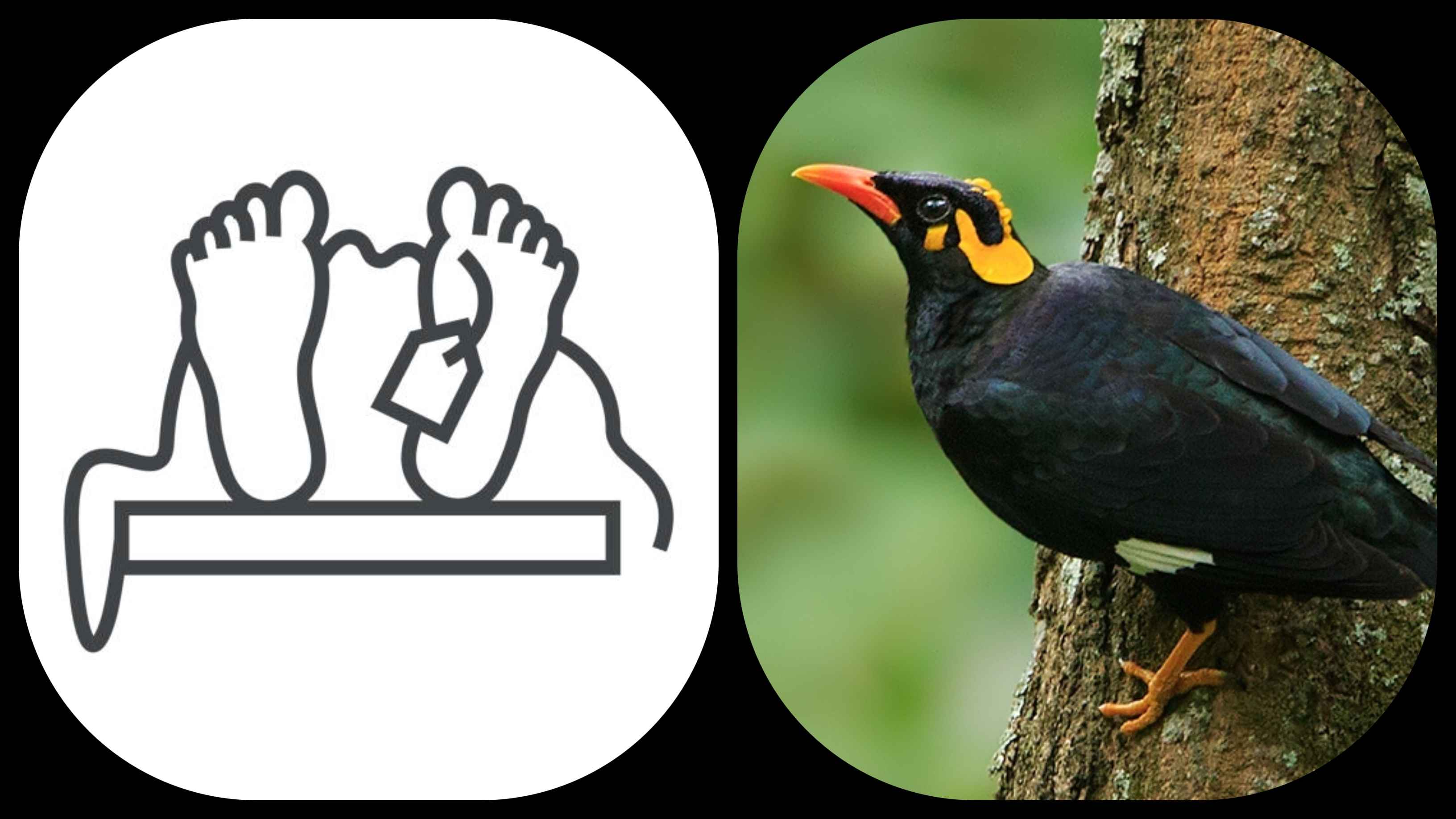 পোস্টমর্টেমকে বাংলায় ‘ময়নাতদন্ত’ বলা হয় কেন? 