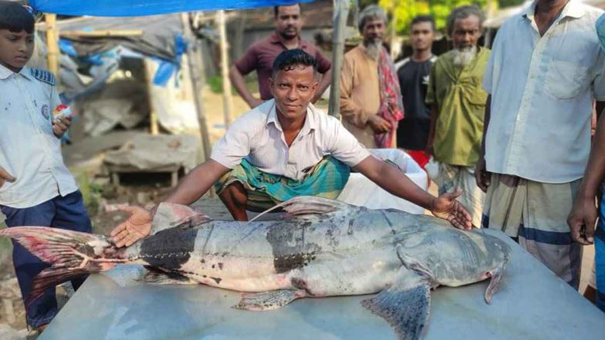 যমুনায় ধরা পড়ল ৩৯ কেজির বাঘাইড়