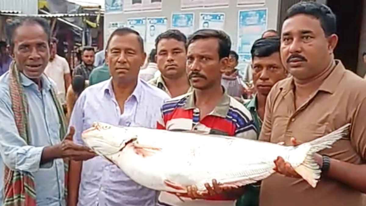 দৌলতদিয়ায় জেলের জালে ১০ কেজি ওজনের ঢাই