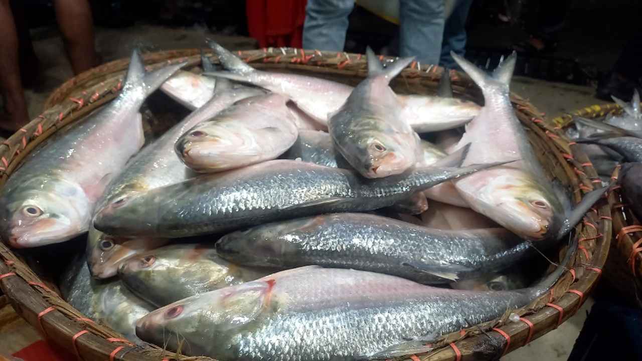 চড়া দামে বিক্রি হচ্ছে পদ্মা-মেঘনার ইলিশ