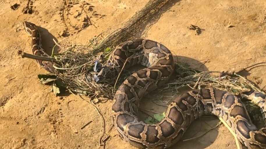 আট ফুট লম্বা অজগর উদ্ধার, বনে অবমুক্ত