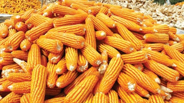 6926d8b2945dc598946b1470e537f7d5-628b49d77c543 6926d8b2945dc598946b1470e537f7d5-628b49d77c543