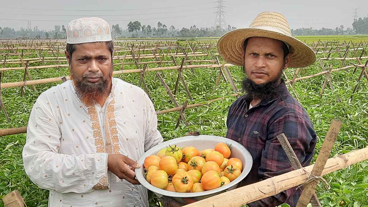 মুখীকচুর সঙ্গে টমেটোর বাম্পার ফলন, কৃষকের মুখে হাসি