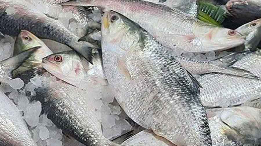 ভারতীয় গণমাধ্যমে বাংলাদেশের ইলিশ নিয়ে শঙ্কা!