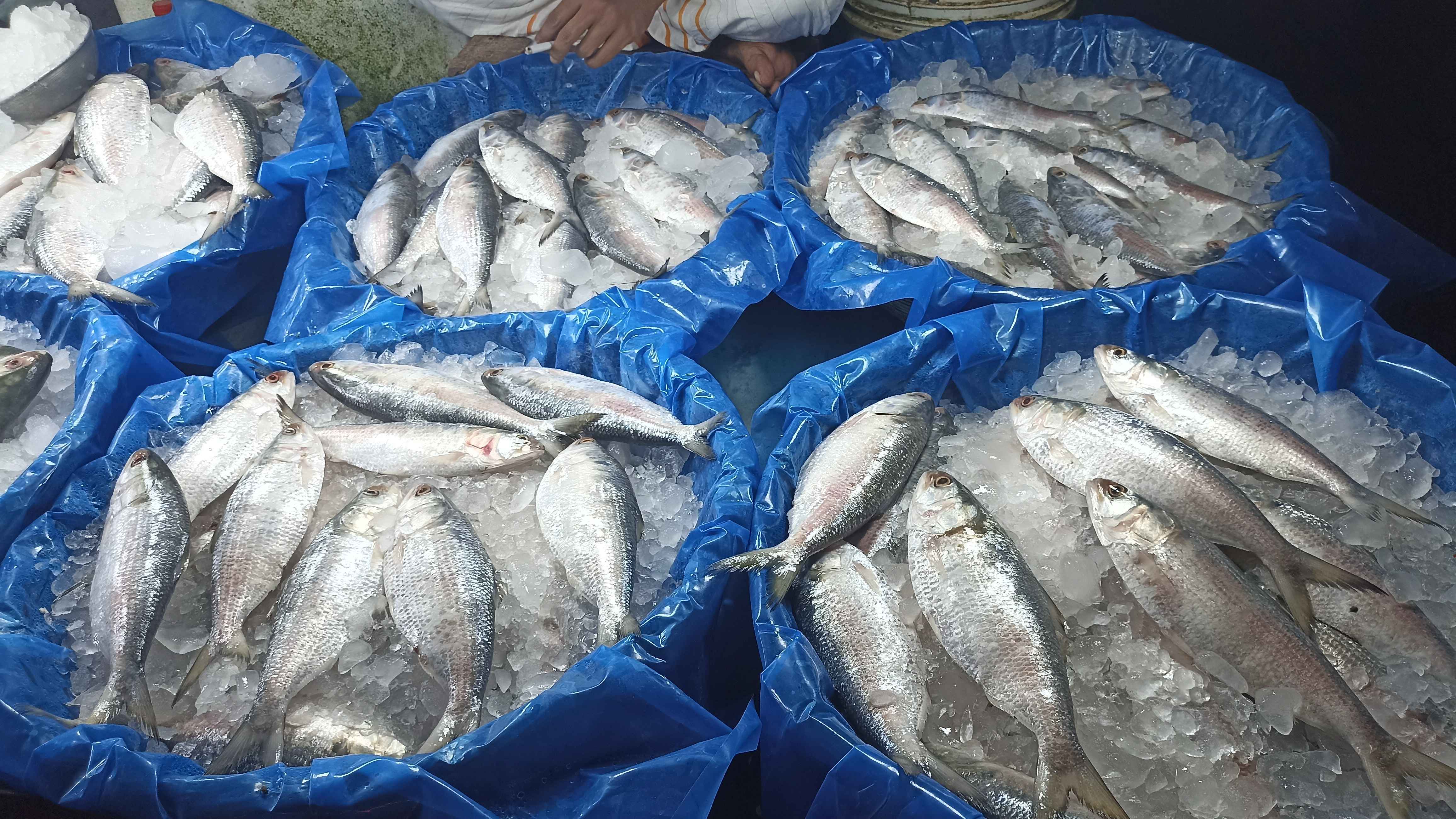 পহেলা বৈশাখ ঘিরে নাগালের বাইরে ইলিশের দাম