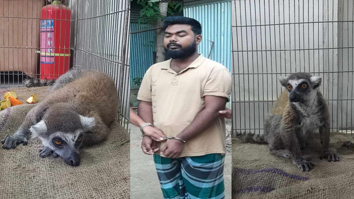 সাফারি পার্ক থেকে চুরি হওয়া লেমুর উদ্ধার, গ্রেফতার ১