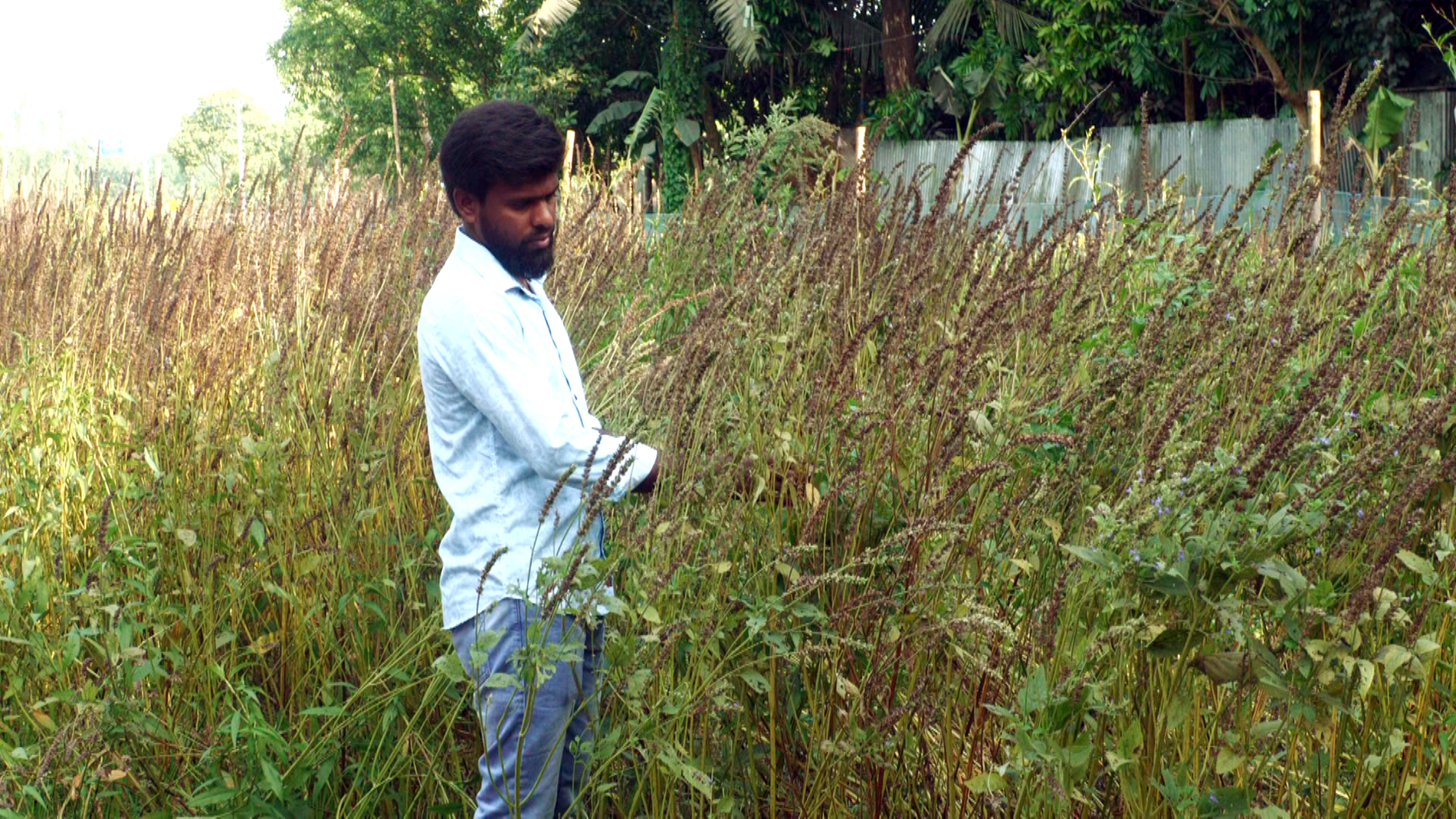 শিমুল মিয়ার ‘চিয়া সিড’ আবাদ, স্বল্প খরচে লাখ টাকা স্বপ্ন