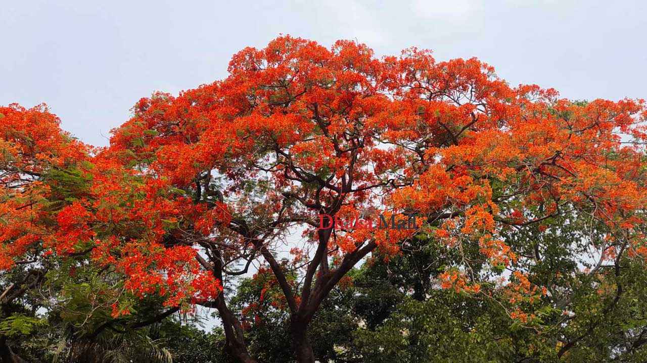 রক্তিম কৃষ্ণচূড়ার উল্লাসে মেতেছে রাজধানীর প্রকৃতি!