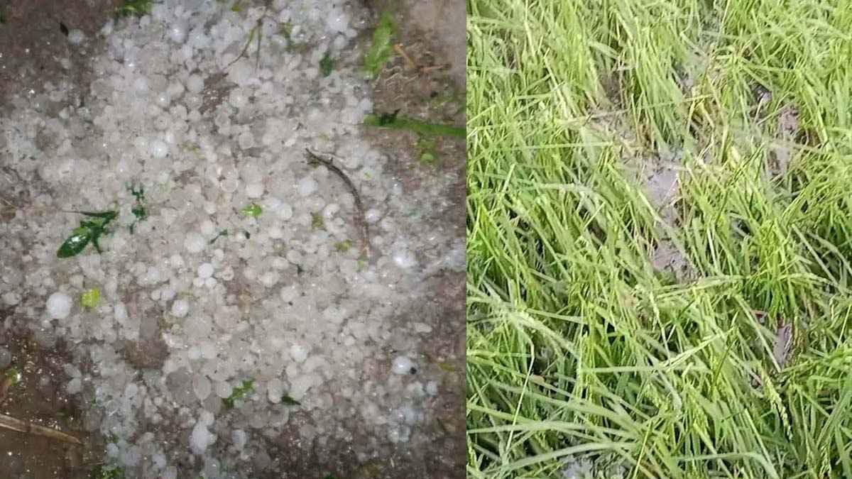 নেত্রকোনায় ঝড়-শিলাবৃষ্টিতে ফসলের ব্যাপক ক্ষতি