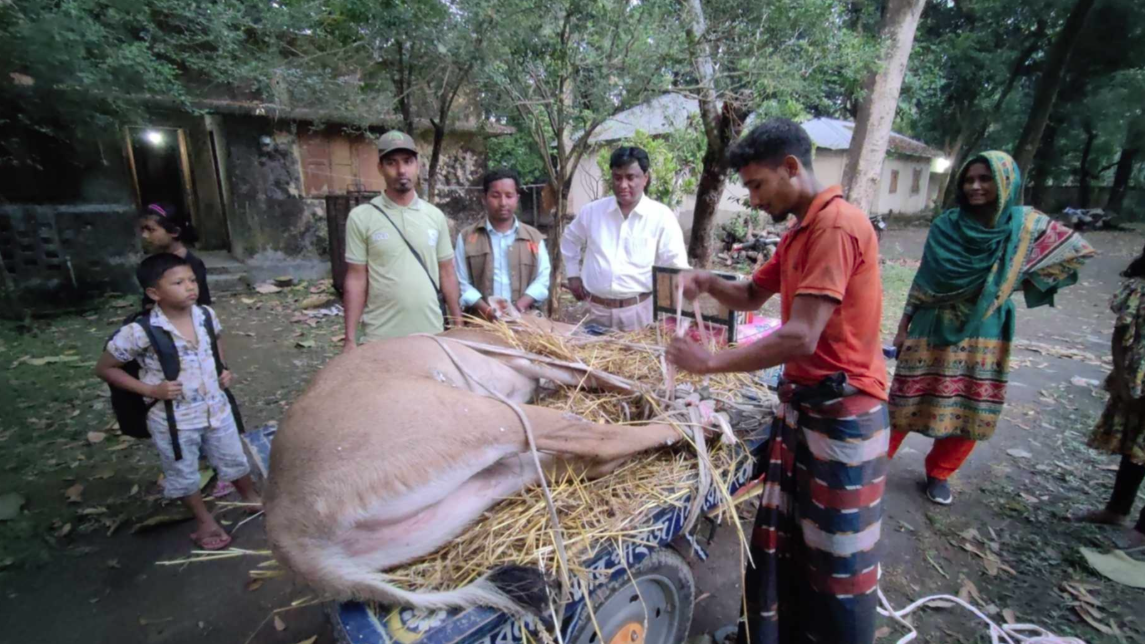 সীমান্ত এলাকা থেকে বিলুপ্ত প্রজাতির নীলগাই উদ্ধার