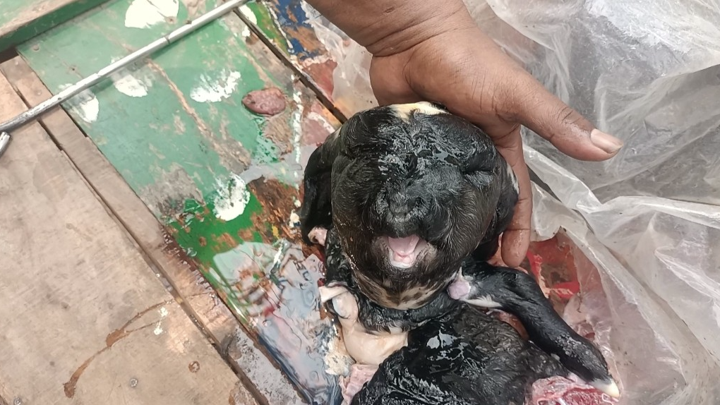 অবিকল মানুষের মতো দেখতে বাচ্চার জন্ম দিলো ছাগল