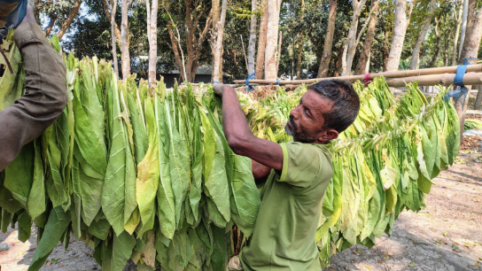 ফসল ছেড়ে তামাক চাষে আগ্রহী রাজবাড়ীর কৃষক, উর্বরতা হারাচ্ছে জমি