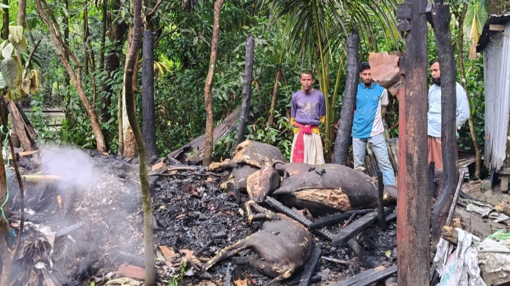 লক্ষ্মীপুরে আগুনে কৃষকের ৩ গরু দগ্ধ