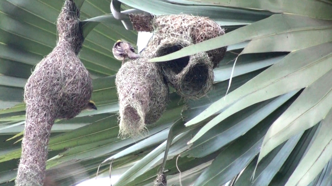 স্থপতি বাবুই জানে নিজের ঘরের সুখ