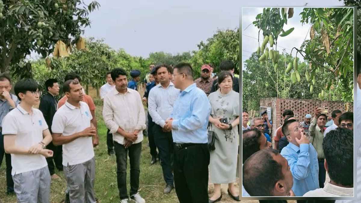 চীনে রফতানি হবে চাঁপাইনবাবগঞ্জের আম