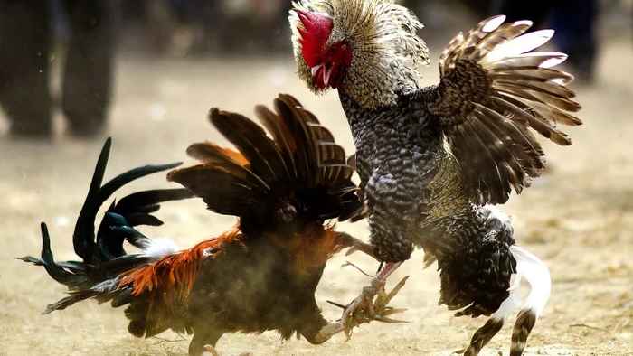 মোরগ লড়াইয়ে বন্দুকধারীদের গুলিতে ১২ জন নিহত