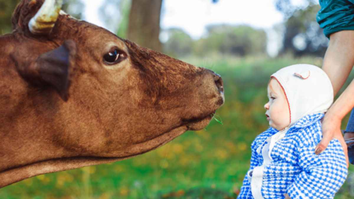 এক গরুতে সর্বোচ্চ কত ছেলের আকিকা করা যায়