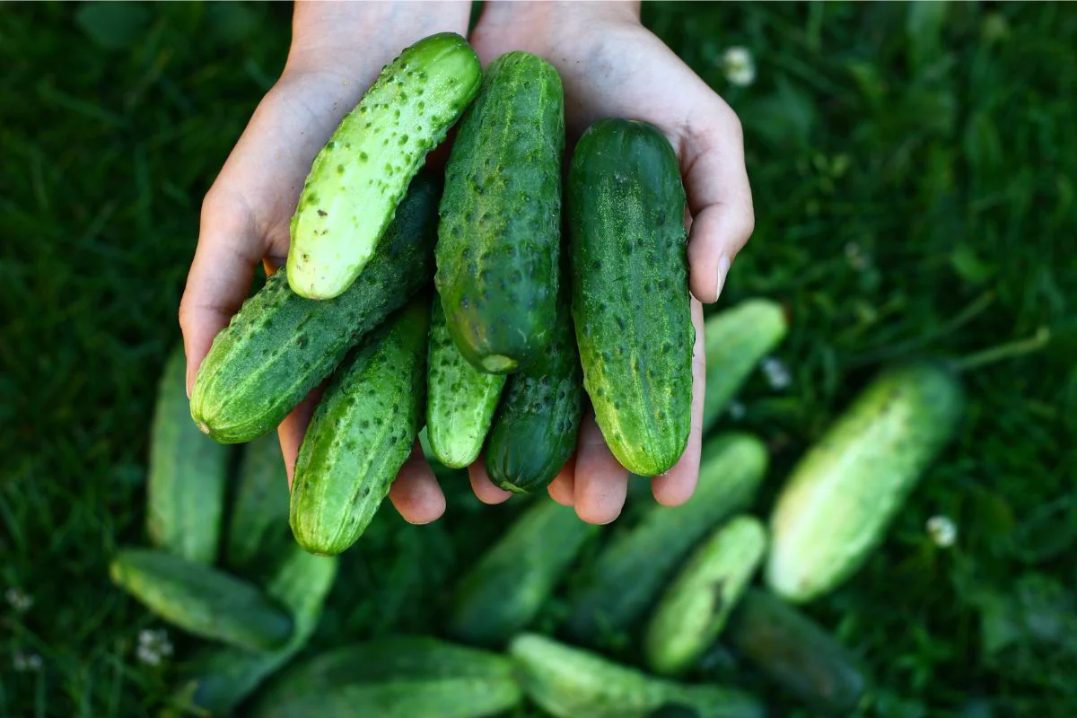 cucumber4 cucumber4