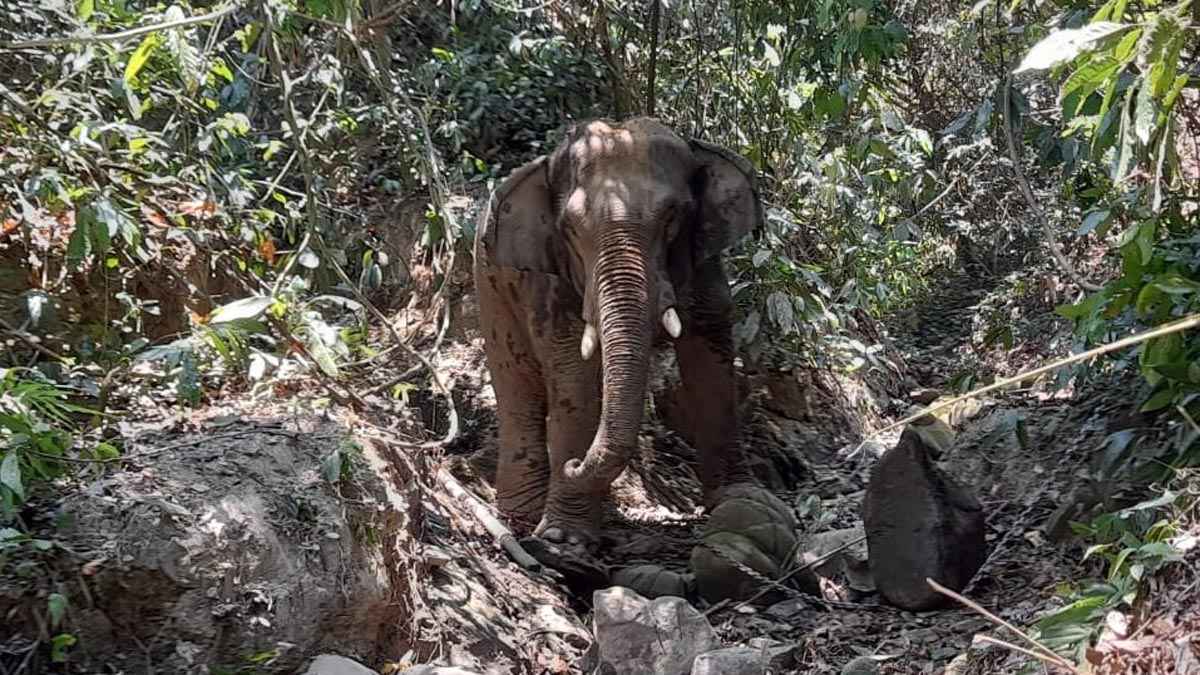 বান্দরবানে হাতির আক্রমণে নারী শ্রমিক নিহত