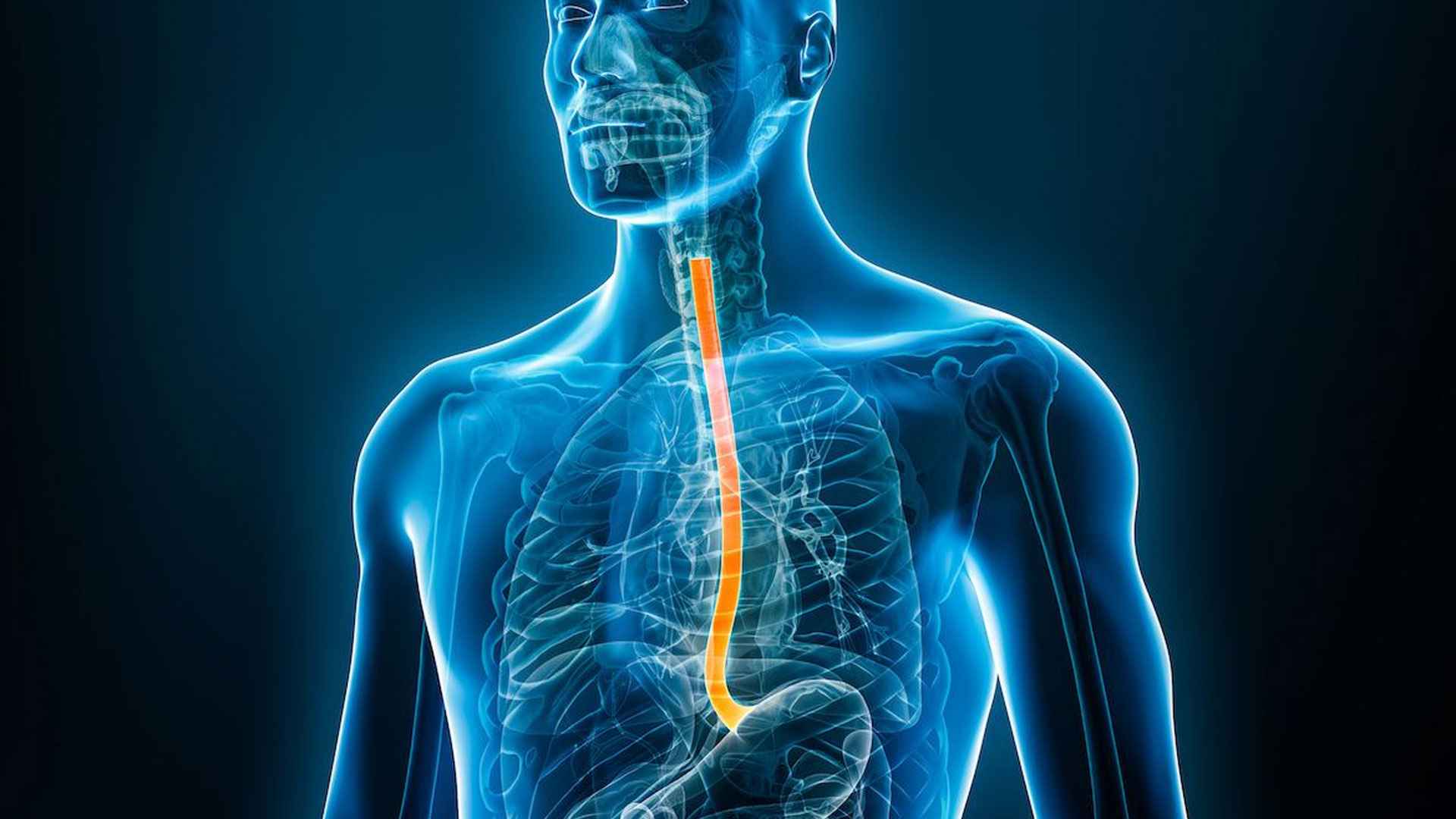 খাদ্যনালীর দৈর্ঘ্য কত, এর কাজ কী, কীভাবে কাজ করে?