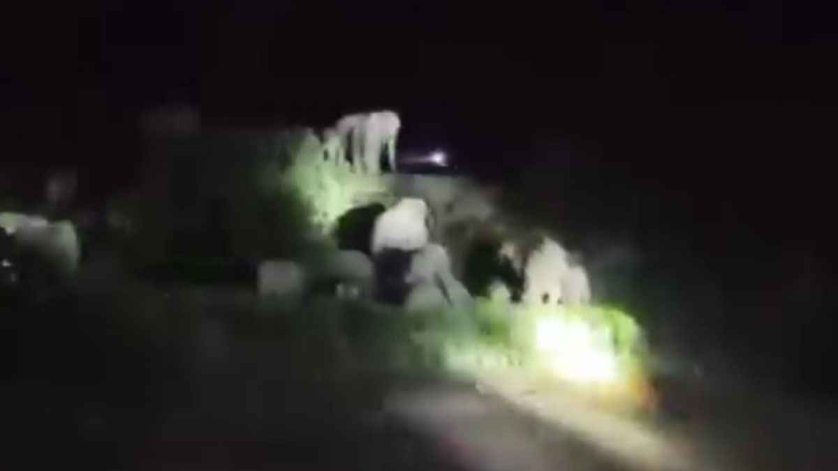 কলমাকান্দায় ফসলের খেতে বন্য হাতির তাণ্ডব, আতঙ্কে সীমান্ত এলাকার কৃষক