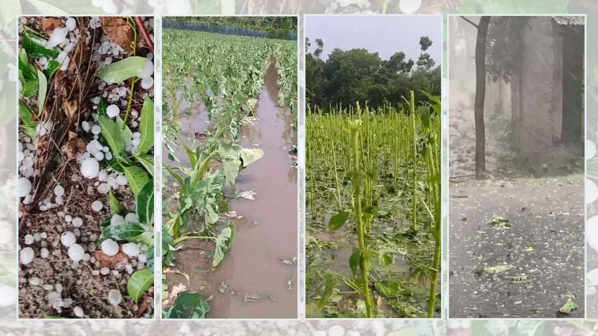 যশোরে ৩০ মিনিটের কালবৈশাখী ঝড় ও শিলাবৃষ্টিতে লণ্ডভণ্ড কৃষকের স্বপ্ন