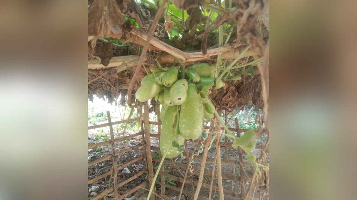 এক বোঁটায় ৩০ লাউ,  উৎসুক মানুষের ভিড়
