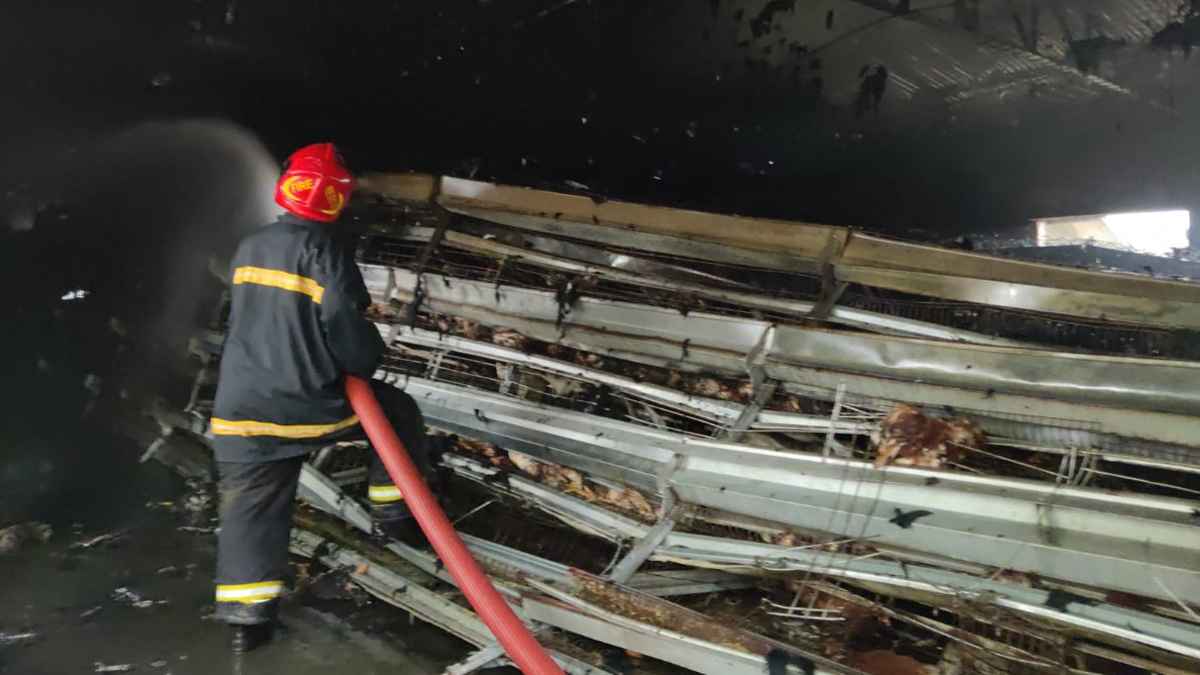 যশোরে আফিল লেয়ার ফার্মের অগ্নিকাণ্ডে কোটি টাকার ক্ষতি