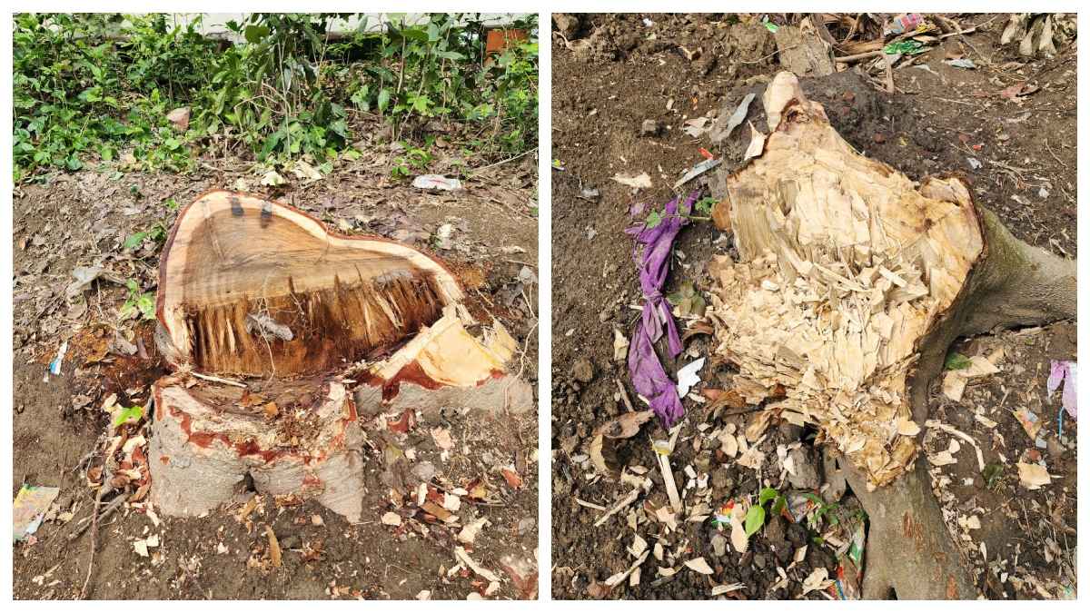 যুবদল নেতার বিরুদ্ধে সরকারি গাছ কেটে নেওয়ার অভিযোগ