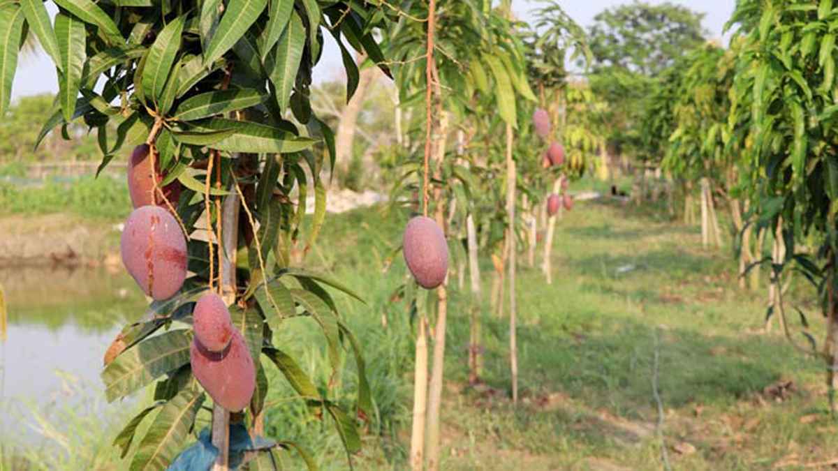 বিশ্বের সবচেয়ে দামি ‘সূর্যডিম’ আম ঝুলছে অভয়নগরের খামারে