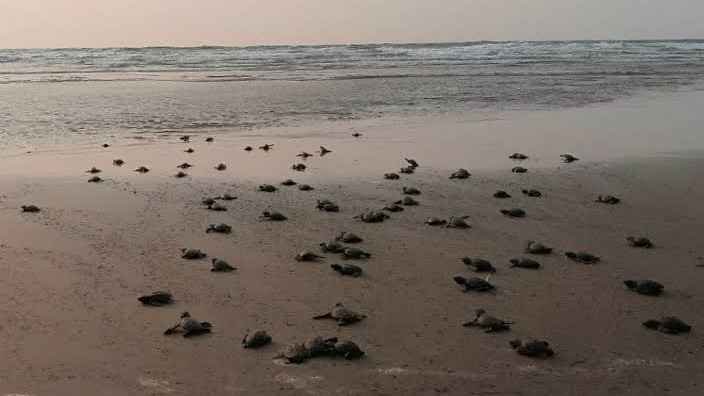 সমুদ্রে ছুটল ৫২১ কাছিমছানা